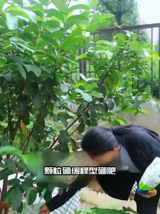 颗粒硼缓释型硼肥基肥底肥保花保果提高座果率微量元素肥料500克