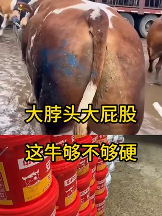 #育肥牛 #三农 #安卡尼汀催肥小料
