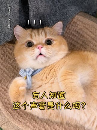一只鱼蛋仔🐱