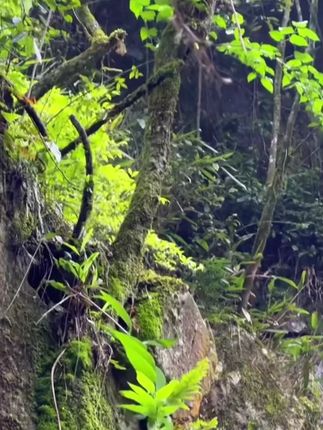 你知道该怎么吃黄精吗? #大自然的馈赠#大山里的味道#黄精#六颐堂旗舰店#热点