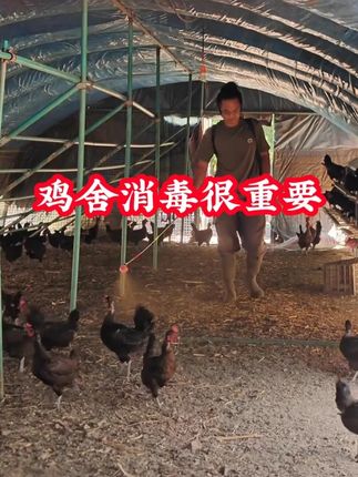 给鸡舍定期消毒很重要 #三农养殖 #鸡鸭鹅养殖 #科学养鸡 #养鸡人 #鸡场消毒