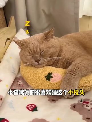 猫咪小枕头宠物猫咪枕头护颈U型靠枕柔软加厚网红枕头宠物用品