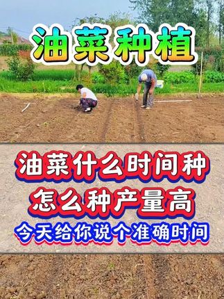 油菜到底什么时候种好呢?霜降之前种还是之后种? #油菜 #种油菜 #油菜种植 #油菜高产#油菜管理#油菜花#油菜种植技术 #增产增收才是硬道理 #追肥#防冻#硼肥#农业种植