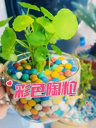 想在家里干干净净的养花,可以铺上这个彩色小#陶粒 家里的灰尘真的少多了,赶快安排上吧#爱生活爱养花