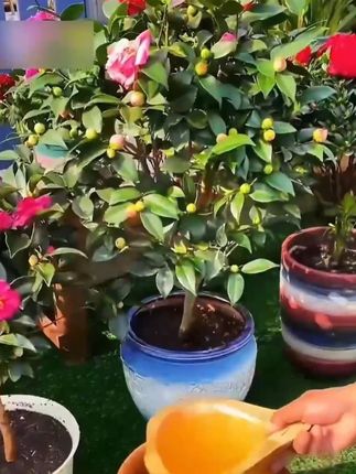 家里的花卉绿植都可以用,非常适合植物长得好,还不爱施肥的你