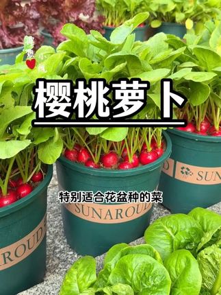 樱桃萝卜好吃又好种,您也种几盆吧 #在家种菜 #花盆种菜 #樱桃萝卜