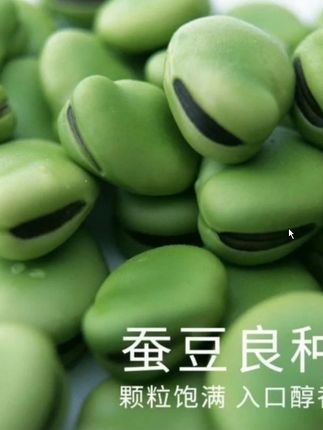 蚕豆种子北斗七星特大高产