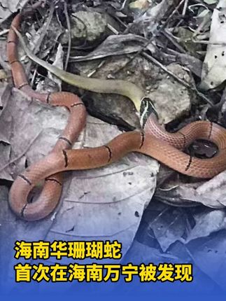 海南华珊瑚蛇首次在海南万宁被发现