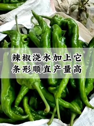 辣椒浇水加上它,条形顺直产量高。 #辣椒种植 #辣椒管理 #辣椒高产 #园大头顺直拉长原液