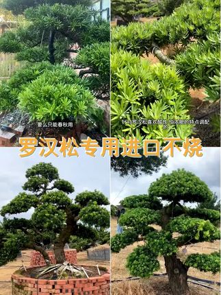 罗汉松专用肥料专用进口原料罗汉松不烧根防黄枯落复合肥 #罗汉松养护技巧 #罗汉松