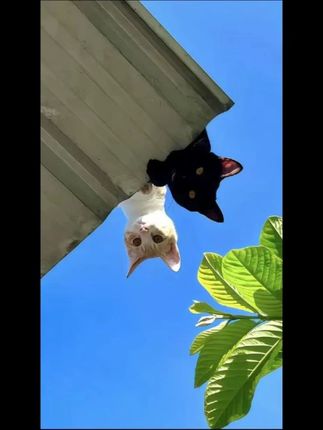 BABYGREAT躲猫猫大象公仔小象学说话玩偶安抚玩具六一儿童节礼物