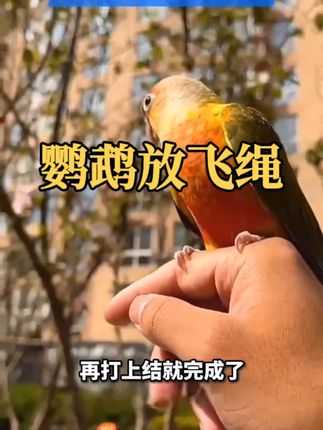 鹦鹉放飞绳 鹦鹉放飞绳不伤脚超轻训练绳虎皮玄凤牡丹八哥脚环脚链遛鸟飞行绳 #鹦鹉放飞绳 #放飞绳 #飞行绳
