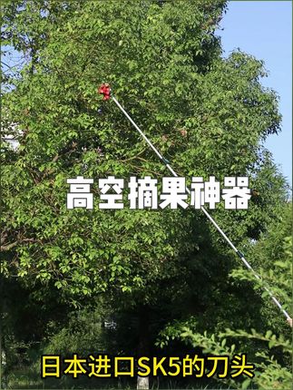 龙眼快熟了 准备好一个摘龙眼神器,不用爬树摘果子#摘果剪 #摘龙眼 #摘果神器
