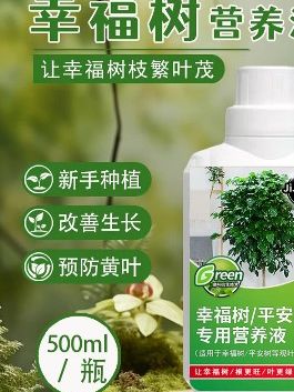 幸福树黄叶不生长,给它浇这种水很快枝繁叶茂爱开花! #幸福树黄叶不生长给它浇这