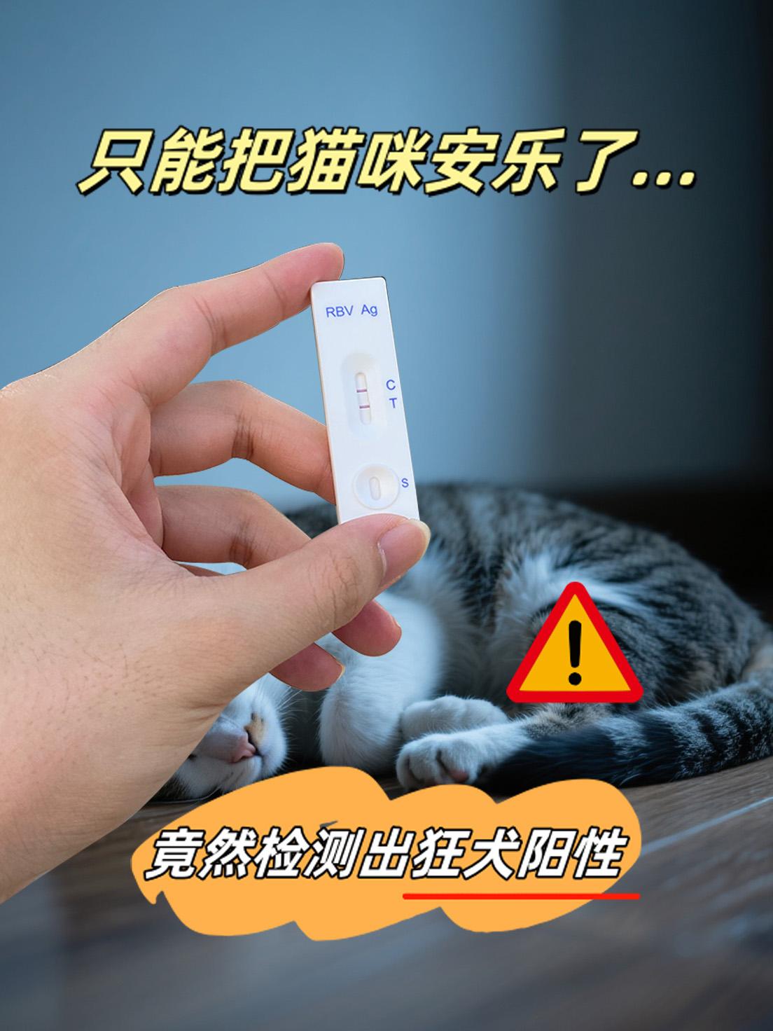小伤口也致命!男子被流浪猫咬伤,没打疫苗,最后在恐惧中si去#狂犬病 #狂犬病患者 #狂犬病疫苗 #狂犬病检测试纸 #科学养宠