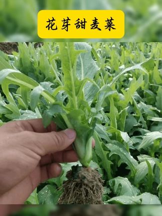 #花芽甜麦菜 又叫博白甜麦菜,脆甜不苦,热炒涮火锅都美味 #阳台花盆小院均可种植 #种子 #种菜 #方便又实用 正宗广西博白甜麦菜苗易栽种带泥现拔新鲜软脆清甜四季阳台盆栽