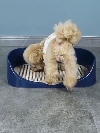 Vipdog狗厕所中小型犬拉屎尿尿神器狗便盆不湿脚防外溅宠物用品Vipdog狗厕所中小型犬拉屎尿尿神器狗便盆不湿脚防外溅宠物用品