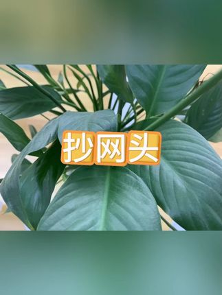 抄网头 #防挂抄网头 #抄网头 #竞技钓具 #渔具测评 #钓鱼技巧