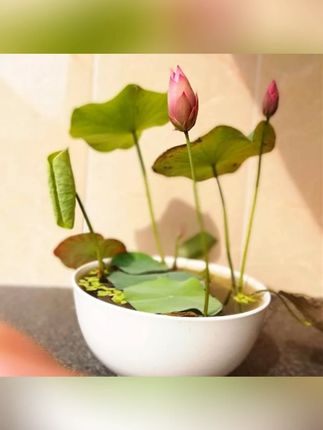 开口碗莲种子 盆栽水培碗莲睡莲四季室内水生荷花绿植花卉种子#水培植物  的那就种上这个#水培荷花 #碗莲  #水培种植