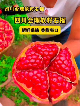四川会理软籽石榴成熟了,不用吐籽的石榴#石榴 #软籽石榴 #Z