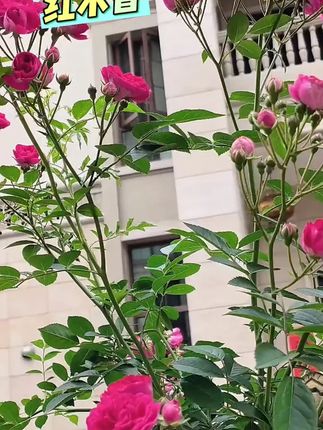 【四季爬藤红木香】大苗 浓香木香花四季爬墙大花庭院阳台当年开 #四季红木香  #庭院花园  #繁花似锦  #爱生活爱养花 #种植小技巧