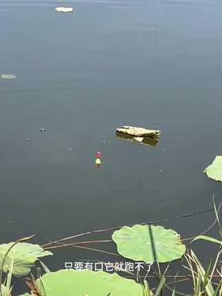 小仙郎鲫鲤短漂线组免修铅绑好自动翻转鱼钩浮漂醒目高灵敏套装 只要有口,它就跑不了!专攻鲫鱼,无需调漂,到手即钓,一般有口就是大黑漂,让你大板鲫狂拉到手软#免调漂线组 #鲫鲤短漂 #新手钓鱼