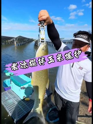 高温钓草鳊翘玉米打窝技巧,老冰棍味5滴搭配100毫升水拌5斤玉米!#钓草鱼技巧 #玉米怎么打窝 #草鱼窝料