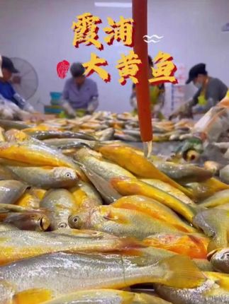 三去开背黄鱼鲞帮大家去鳞、去鳃、去内脏,解冻后简单冲洗,上锅清蒸、干煎都可以,肉质鲜嫩营养丰富 #大黄鱼之乡#海产品#大黄鱼#黄花鱼