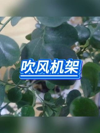 吹风机架 #免打孔 #壁挂收纳 #浴室置物