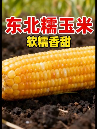 当早餐、加餐都方便,健康粗粮吃着没负担! 老东北味的糯玉米来了!黑土地老品种,不用化肥农药,煮好后糯到粘嘴,带着小时候的玉米香。锁鲜包装不怕坏,想吃随时煮,一口找回童年味!