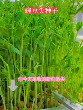 在家种豌豆尖,泡种后铺土,十来天能吃第一茬 #豌豆尖种子 #豌豆苗种子 #水培土培植物 #阳台小院盆栽均可种植 #阳台种植