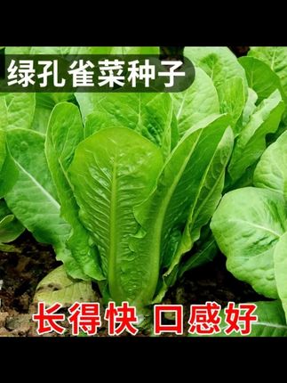 800粒孔雀菜种子沙拉菜四季种植阳台家用蔬菜种子
