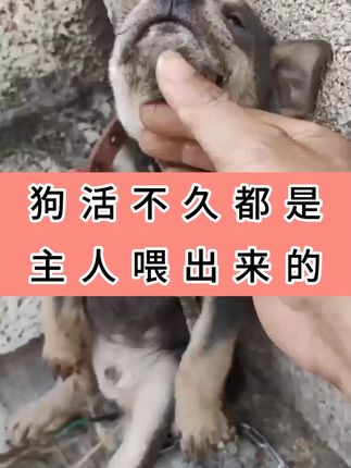 狗活不久都是主人喂出来的 狗活不久都是主人喂出来的#养狗人 #养狗经验分享 #土狗养殖