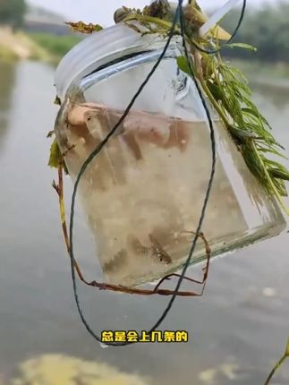 #摸鱼抓虾 #带娃好物 以为是智商税,没想到真能抓到鱼!带娃摸鱼太快乐啦#抓鱼瓶
