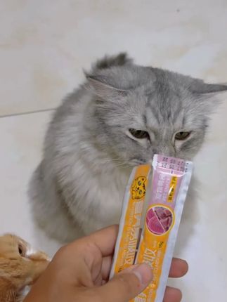 关谷庄猫咪零食猫条罐头湿粮包猫饭营养膏鱼油幼猫长肉100根 #猫咪粮食 #猫条 #猫咪零食