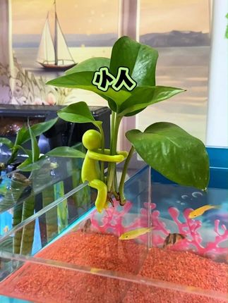鱼缸水培就用这个小人#鱼缸水培
