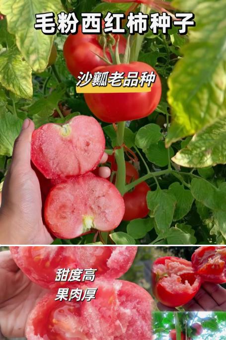还是这种小时候吃到的毛粉番茄好吃,现在就可以育苗种植了,香甜可口,沙瓤多汁!#番茄 #我的小菜园 #在家种菜 #秋播 #优质农产品