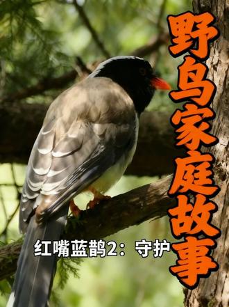 北京野鸟家庭故事:红嘴蓝鹊2——守护 #抖音全民写作大赛 天坛初夏,林间藏着最动人的相守✨
两分半钟,完整记录红嘴蓝鹊雄鸟的温柔守护。
雌鸟静卧巢中孵卵,用心孕育新生命;
雄鸟伫立身旁,警惕张望、寸步不离,
用羽色与忠诚,筑起最安心的屏障。
千年古园,生灵有灵,这便是属于它们的浪漫与责任。
大自然里这样温情的画面总能治愈人心,你们见过鸟类伴侣相守的场景吗?欢迎留言聊聊~
#天坛公园 #红嘴蓝鹊 #野生鸟类 #自然之美
