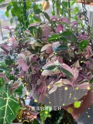 ··垂吊吊兰花盆悬挂式塑料藤编吊篮懒人吸水挂壁绿萝常春藤吊球加厚