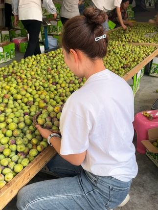 老乡些,我们四川的脱骨李成熟了哦,脆脆甜甜的,非常好吃哦,喜欢吃的不要错过了。#李子 #脱骨李 #半边红 #脱骨脆李 #又到了吃李子的季节