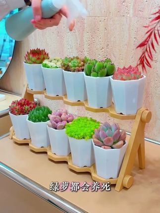 这么好看的多肉实在太治愈了#多肉植物 #绿植花卉 #室内盆栽