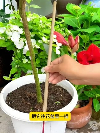 0702-3 雨后户外花园干活的时候,蚊虫多,点上一根艾草蚊香棒,方圆10平方没有蚊虫。户外乘凉喝茶聊天钓鱼都可以用。艾草配方老人小孩也可以用#爱生活爱养花 #户外驱蚊 #蚊香