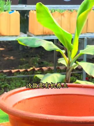 通用型有机营养土肥力持久蔬菜花卉通用疏松种植营养土养花专用#营养土 #种花土壤推荐 #分享养花经验 #土壤改良