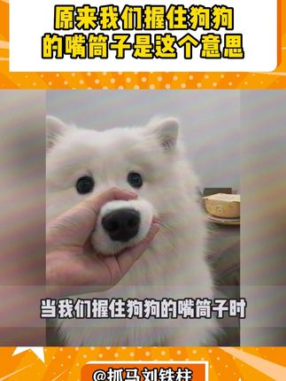 原来我们握住狗狗的嘴筒子是这个意思 #狗狗 #嘴筒子 #万万没想到