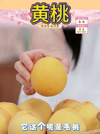 【蜜桃之乡】山东蒙阴黄桃当季热卖桃子新鲜水果水蜜桃脆甜 #黄桃 #当季新鲜水果 #脆甜多汁 #非常好吃 #快来一起尝个鲜