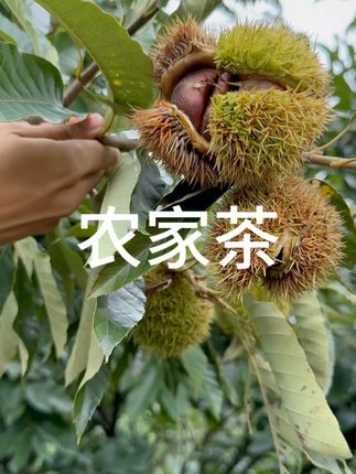 有没有认识这个的茶友们#新鲜采摘 #茶农 #茶 #高山茶 #农家茶