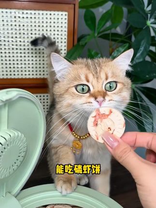 猫咪掉毛严重?还不爱吃鱼油?可以试试这个磷虾饼!香酥可口,每块都有3-6只磷虾。丰富的磷虾油比鱼油更美毛。#猫零食 #猫咪零食 #猫咪掉毛 #猫咪冻干 #猫咪冻干零食推荐