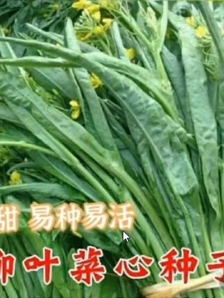 这个菜您吃过吗,它就是柳叶菜心,我们桂林人的心头好,柳叶菜心#自己种的纯天然的绿色蔬菜
