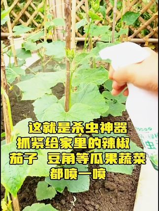 百虫清植物蔬菜通用花卉绿植除虫剂 #种植小技巧 #养花小知识 #病虫害防治 #园艺生活 #盆栽