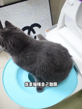 猫咪马桶训练器坐浴盆上厕所神器可重复使用通用猫砂盆坐便蹲#猫咪用品 #马桶训练器 #宠物神器 #可重复使用 #猫砂盆替代品